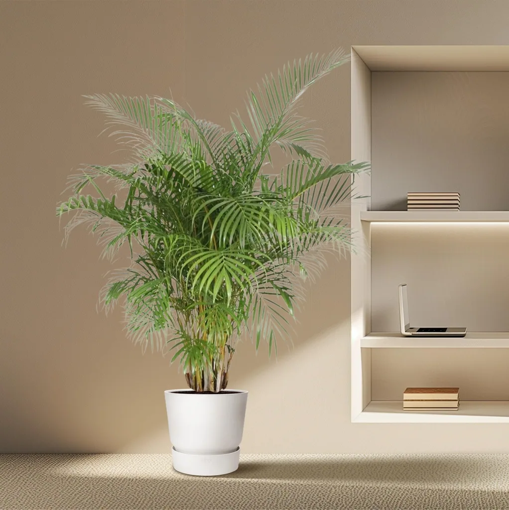 Goldfruchtpalme (Dypsis lutescens) – pflegeleichte Zimmerpflanze, Höhe ca. 200 cm