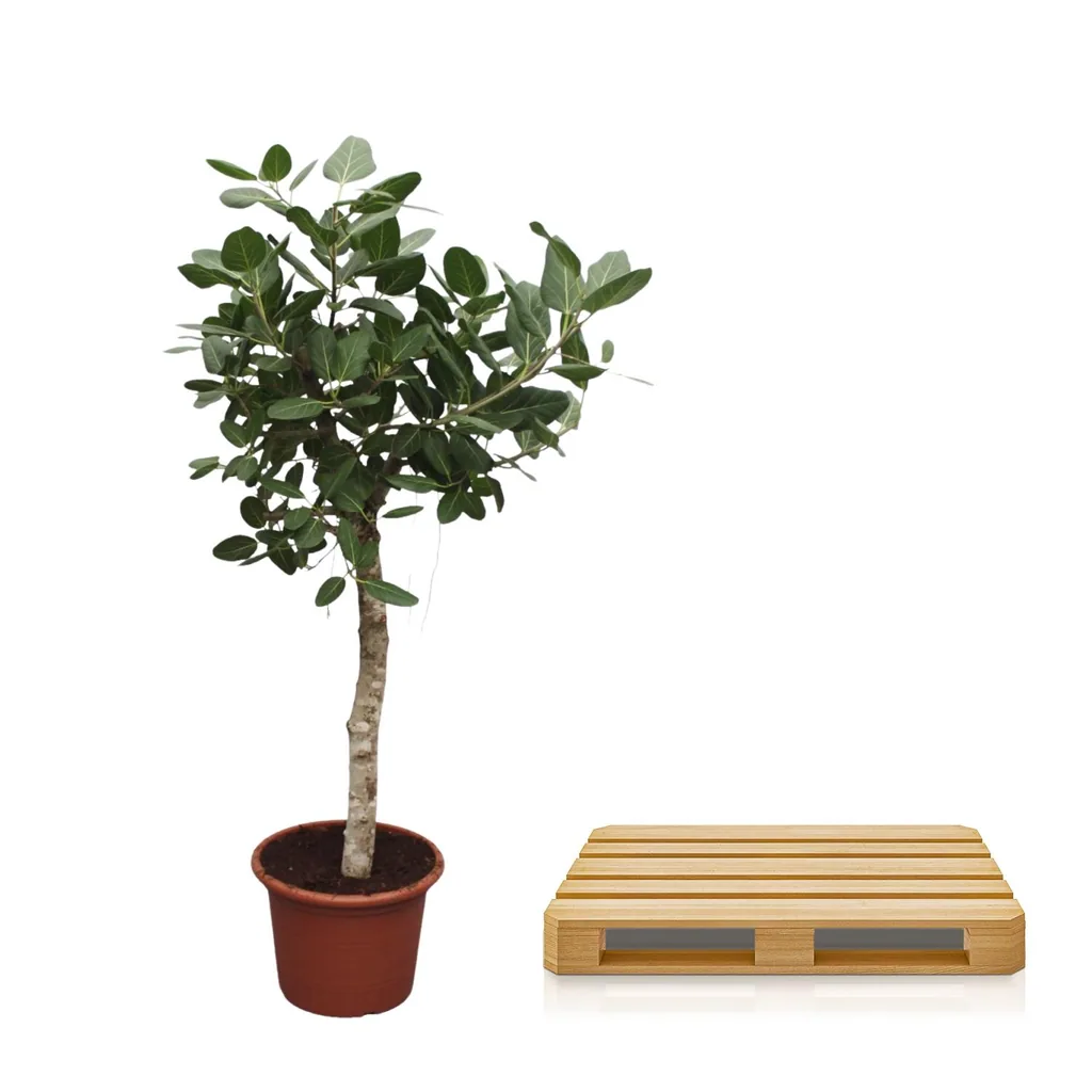 Bengalische Feige (Ficus benghalensis) – pflegeleichte Zimmerpflanze, Topf-Ø 50 cm, Höhe ca. 200 cm