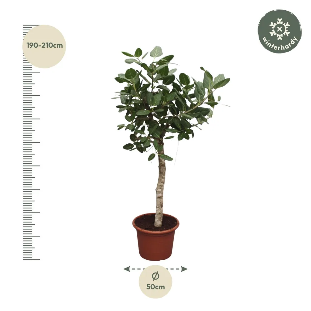 Bengalische Feige (Ficus benghalensis) – pflegeleichte Zimmerpflanze, Topf-Ø 50 cm, Höhe ca. 200 cm
