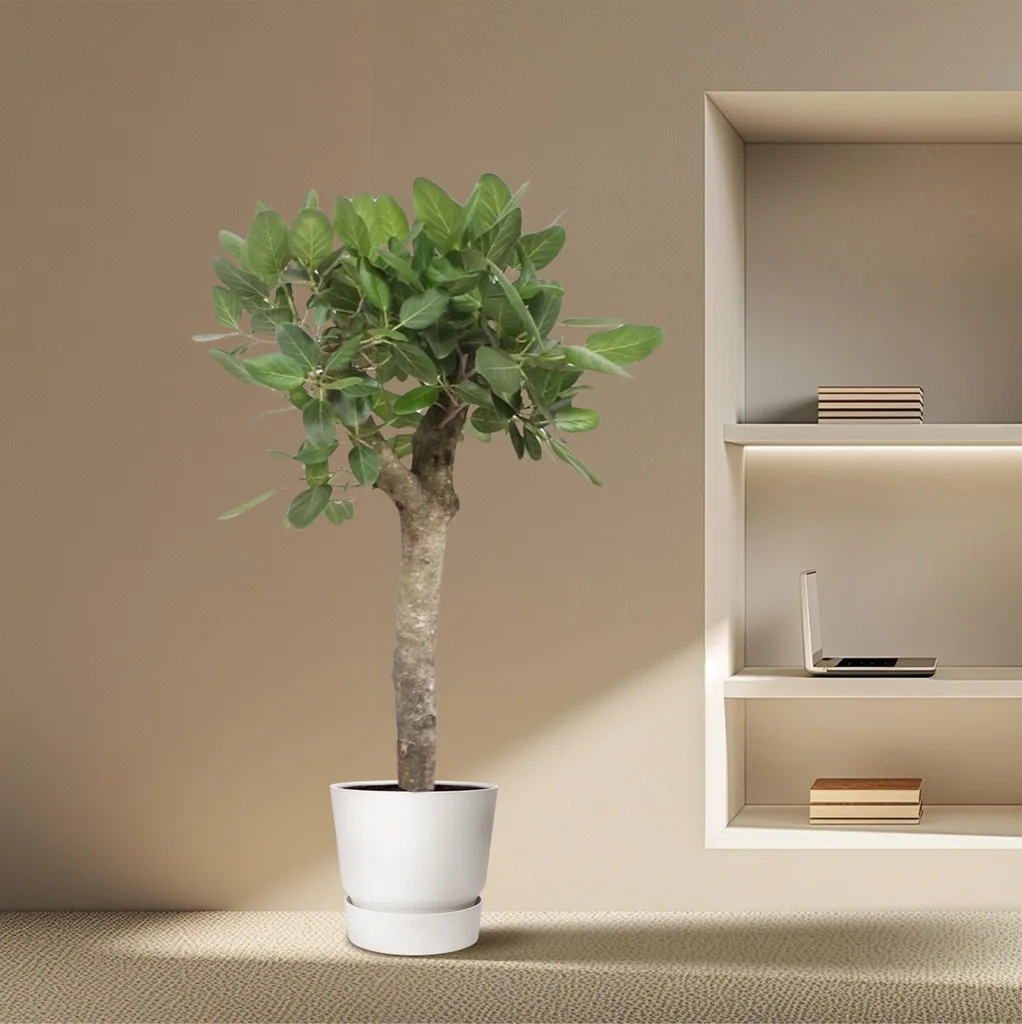 Bengalische Feige (Ficus benghalensis) – pflegeleichte Zimmerpflanze, Topf-Ø 30 cm, Höhe ca. 150 cm