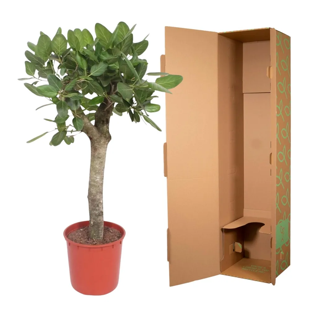 Bengalische Feige (Ficus benghalensis) – pflegeleichte Zimmerpflanze, Topf-Ø 30 cm, Höhe ca. 150 cm