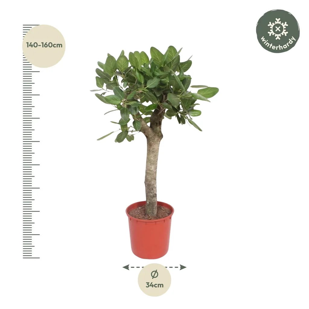 Bengalische Feige (Ficus benghalensis) – pflegeleichte Zimmerpflanze, Topf-Ø 30 cm, Höhe ca. 150 cm