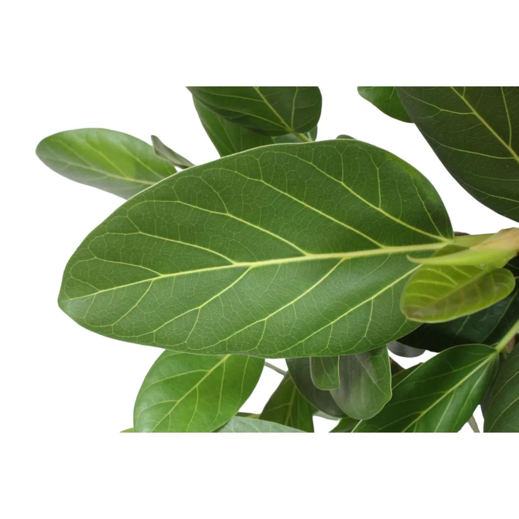 Bengalische Feige (Ficus benghalensis) – pflegeleichte Zimmerpflanze, Topf-Ø 30 cm, Höhe ca. 150 cm