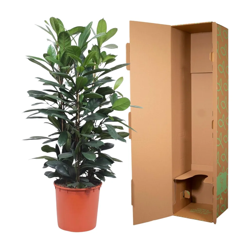 Afrikanischer Feigenbaum (Ficus cyathistipula) – immergrüner Zimmerstrauch, Topf-Ø 34 cm, Höhe ca. 140 cm