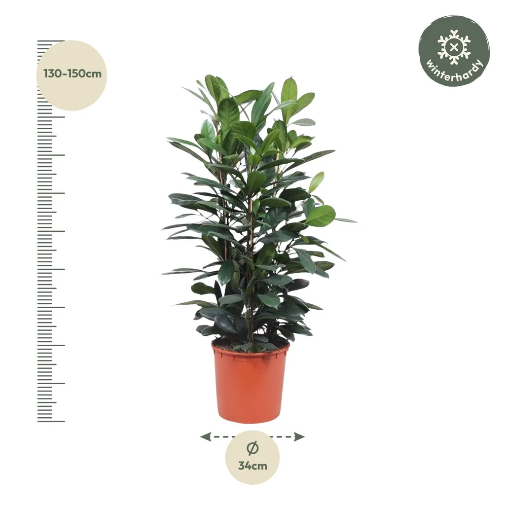 Afrikanischer Feigenbaum (Ficus cyathistipula) – immergrüner Zimmerstrauch, Topf-Ø 34 cm, Höhe ca. 140 cm