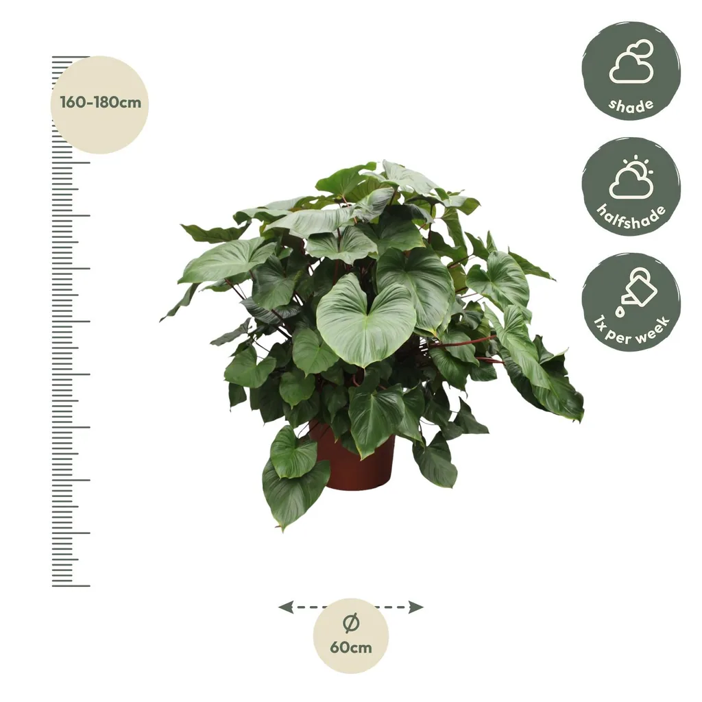 Homalomene 'Maggy' (Homalomena rubescens) – pflegeleichte Zimmerpflanze, Topf-Ø 60 cm, Höhe ca. 170 cm