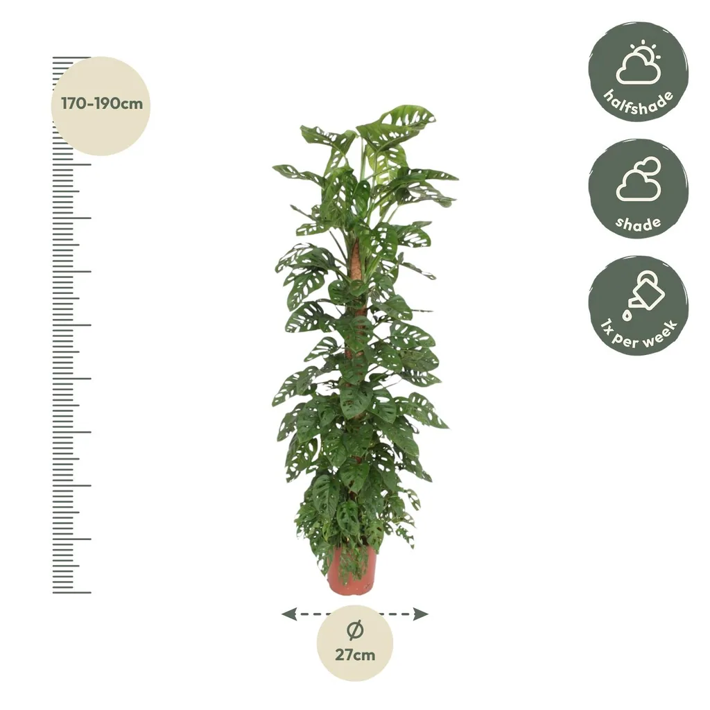 Fensterblatt 'Monkey Leaf' (Monstera) – pflegeleichte Zimmerpflanze, am Moosstab, Topf-Ø 27 cm, Höhe ca. 160 cm
