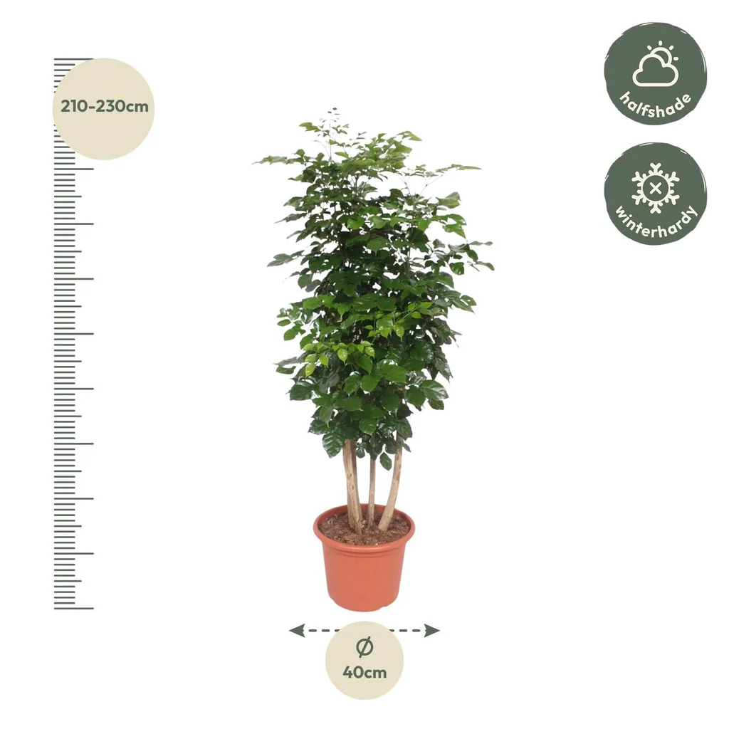 Zimmeresche (Radermachera hainanensis) – pflegeleichte Zimmerpflanze, Höhe ca. 190 cm