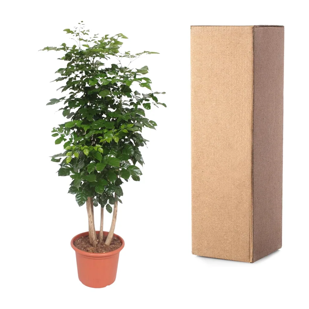 Zimmeresche (Radermachera hainanensis) – pflegeleichte Zimmerpflanze, Höhe ca. 190 cm