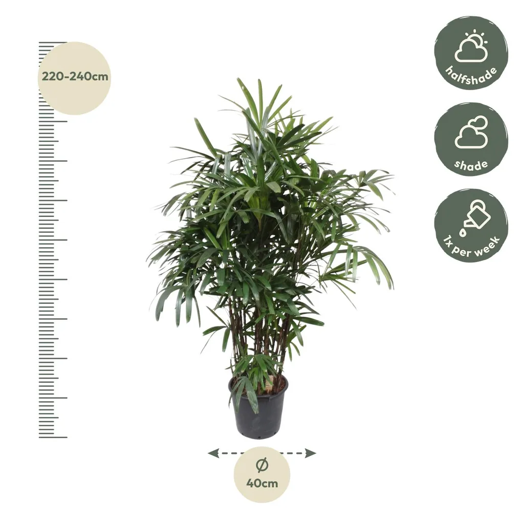 Steckenpalme (Rhapis excelsa) – pflegeleichte Zimmerpflanze, Höhe ca. 200 cm
