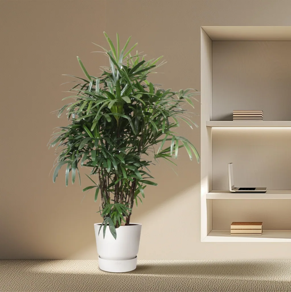 Steckenpalme (Rhapis excelsa) – pflegeleichte Zimmerpflanze, Höhe ca. 200 cm
