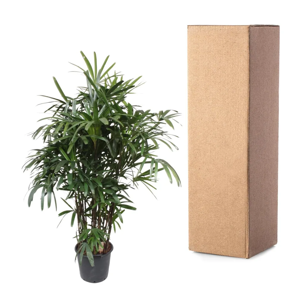 Steckenpalme (Rhapis excelsa) – pflegeleichte Zimmerpflanze, Höhe ca. 200 cm