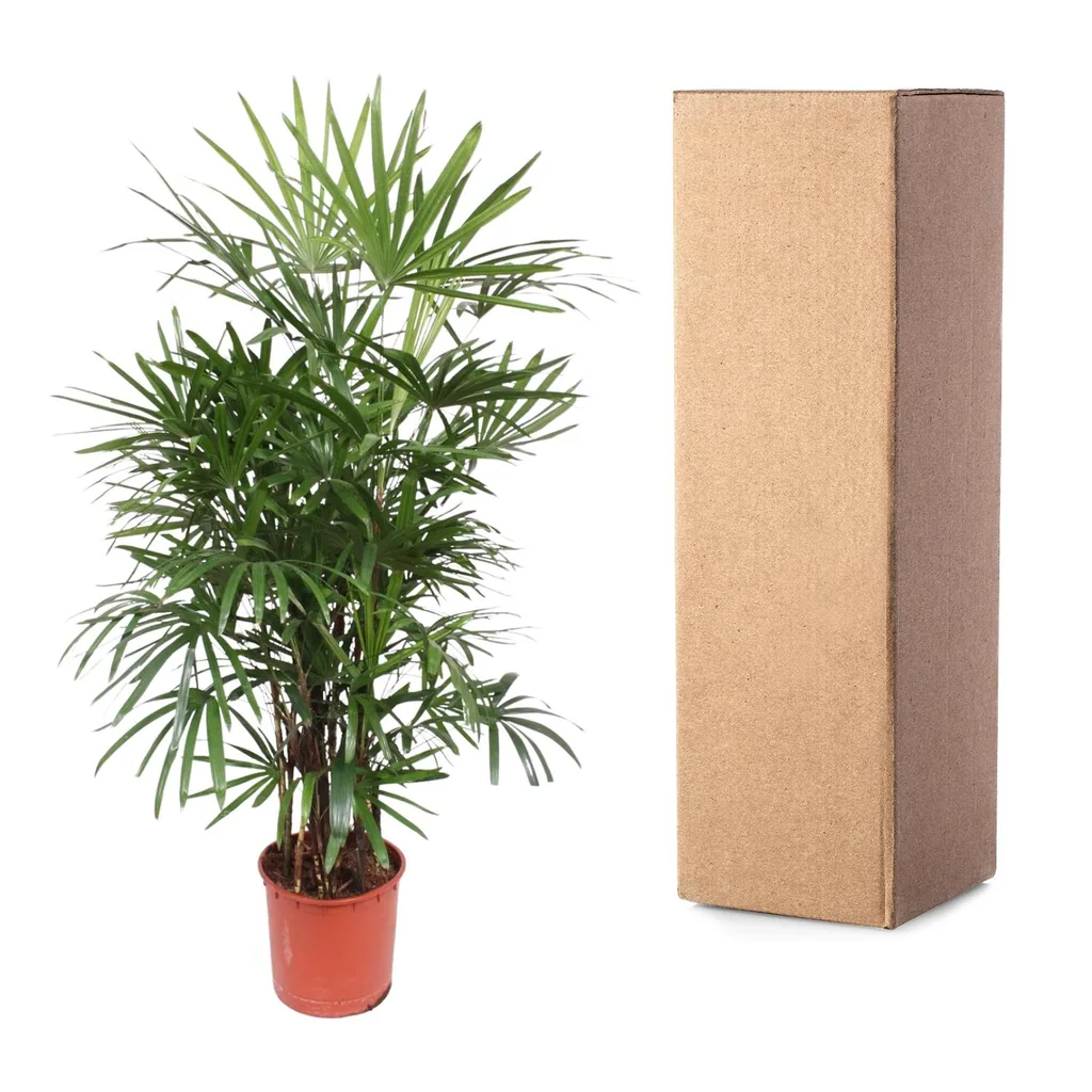 Steckenpalme (Rhapis excelsa) – pflegeleichte Zimmerpflanze, Höhe ca. 190 cm