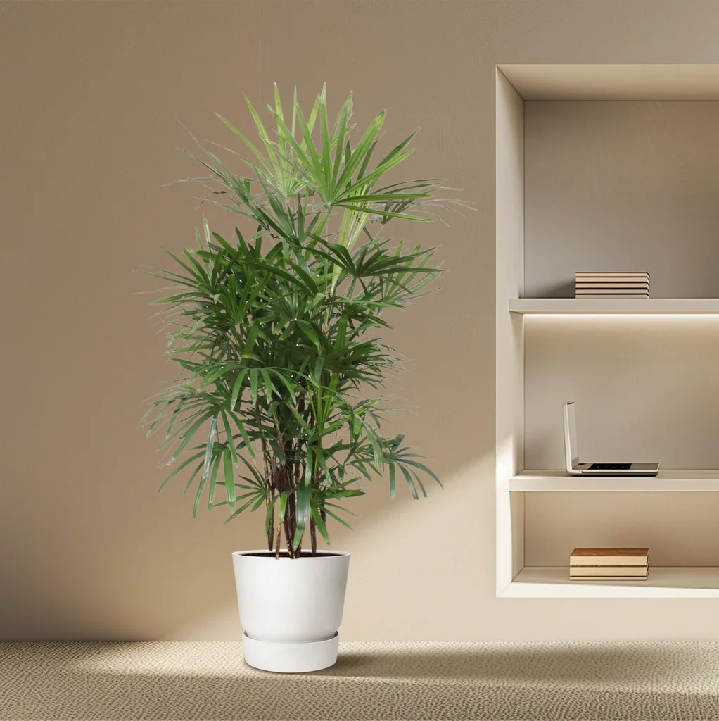 Steckenpalme (Rhapis excelsa) – pflegeleichte Zimmerpflanze, Höhe ca. 190 cm