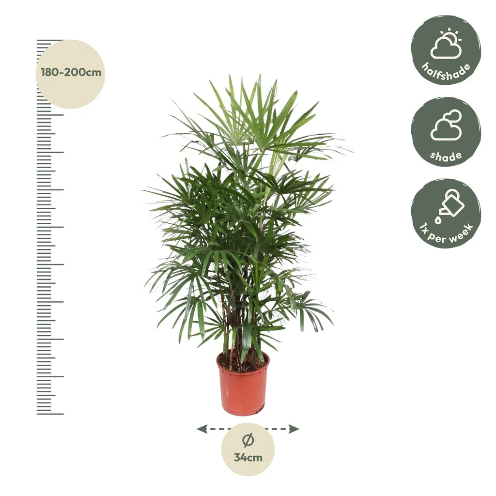 Steckenpalme (Rhapis excelsa) – pflegeleichte Zimmerpflanze, Höhe ca. 190 cm