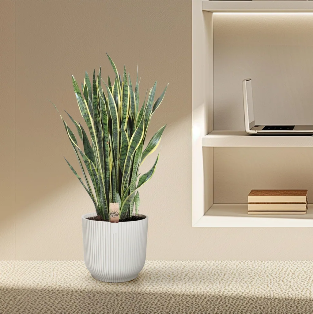 Grüner Bogenhanf (Sansevieria laurentii) – pflegeleichte Zimmerpflanze, Höhe ca. 100 cm