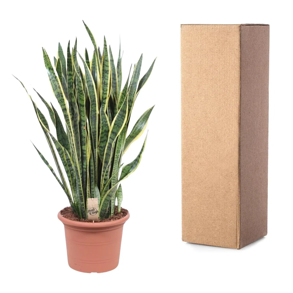 Grüner Bogenhanf (Sansevieria laurentii) – pflegeleichte Zimmerpflanze, Höhe ca. 100 cm