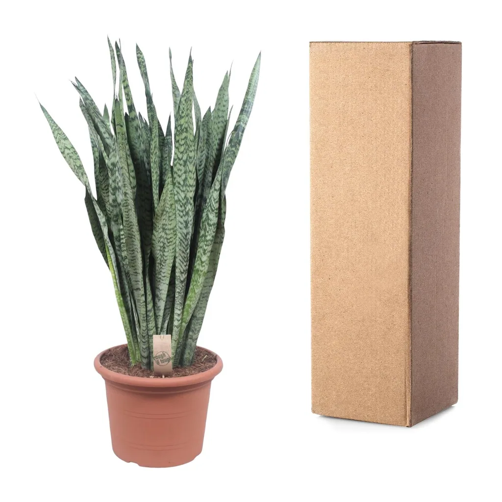 Ceylon-Bogenhanf (Dracaena zeylanica) – pflegeleichte Zimmerpflanze, Höhe ca. 110 cm