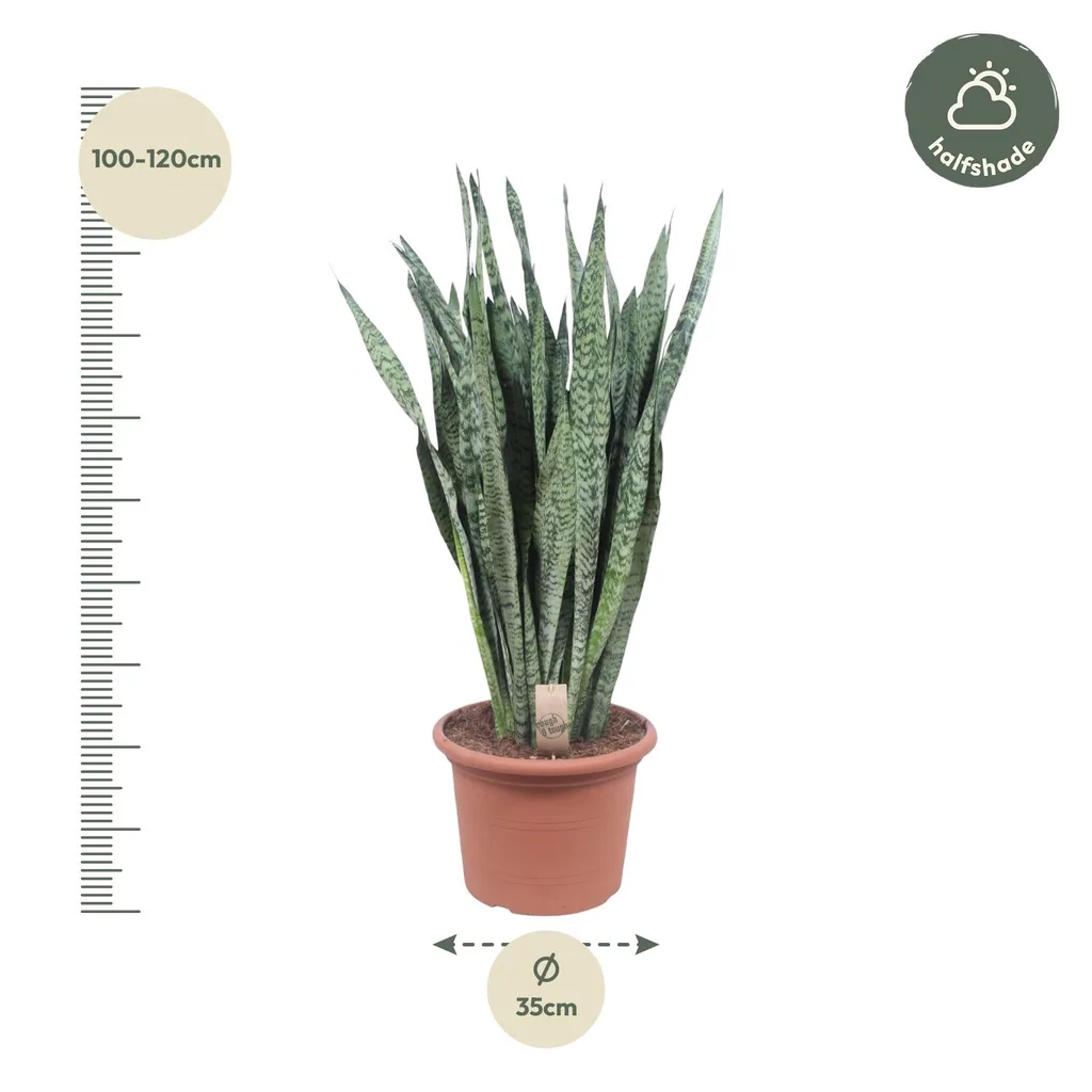 Ceylon-Bogenhanf (Dracaena zeylanica) – pflegeleichte Zimmerpflanze, Höhe ca. 110 cm