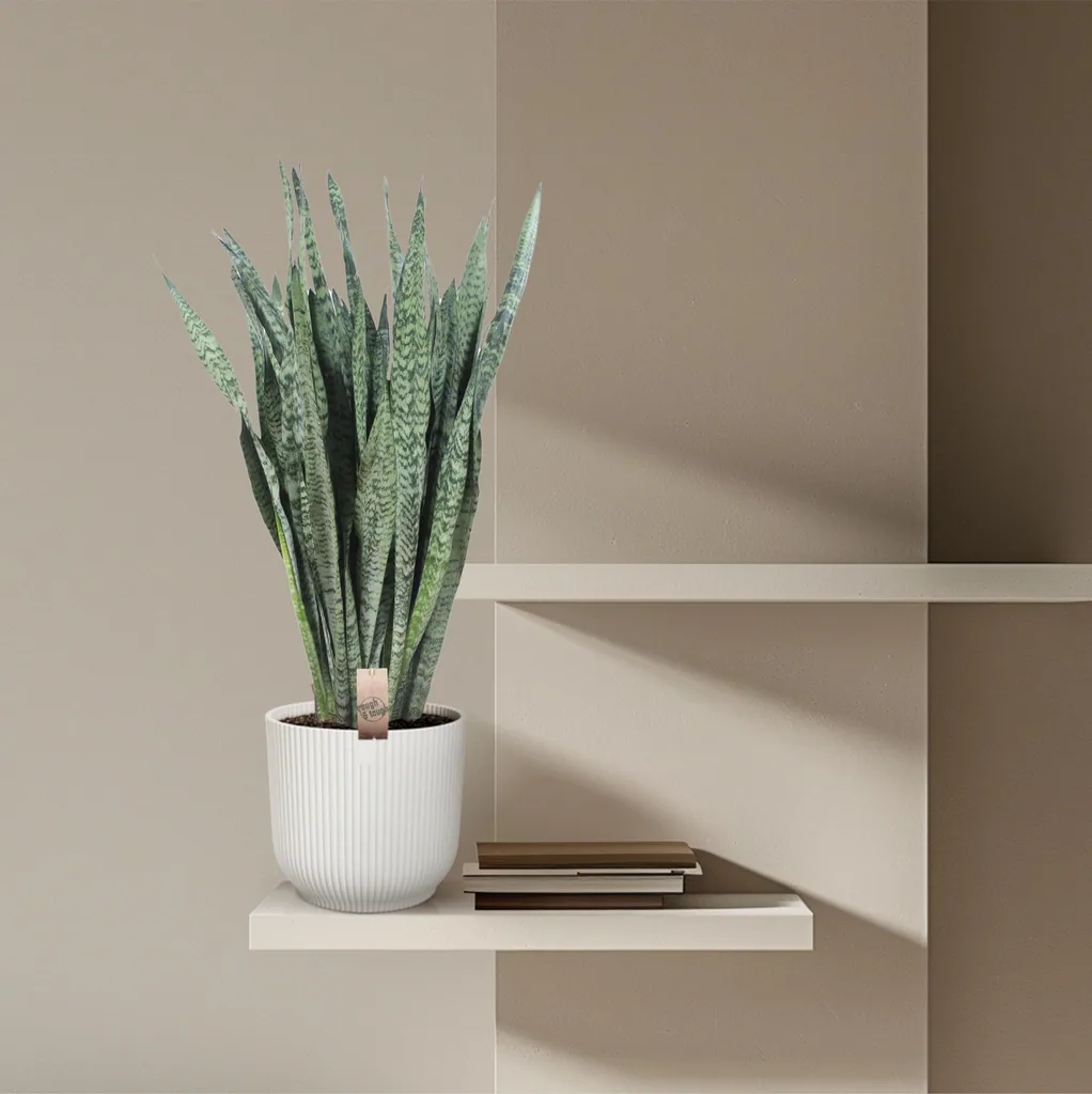 Ceylon-Bogenhanf (Dracaena zeylanica) – pflegeleichte Zimmerpflanze, Höhe ca. 110 cm