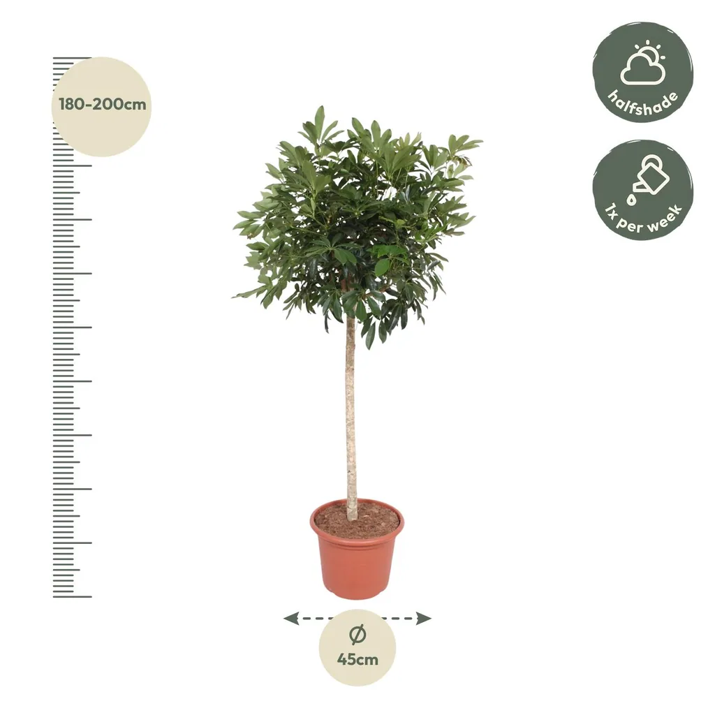 Strahlenaralie 'Compacta' (Schefflera arboricola) – pflegeleichte Zimmerpflanze, Topf-Ø 45 cm, Höhe ca. 190 cm