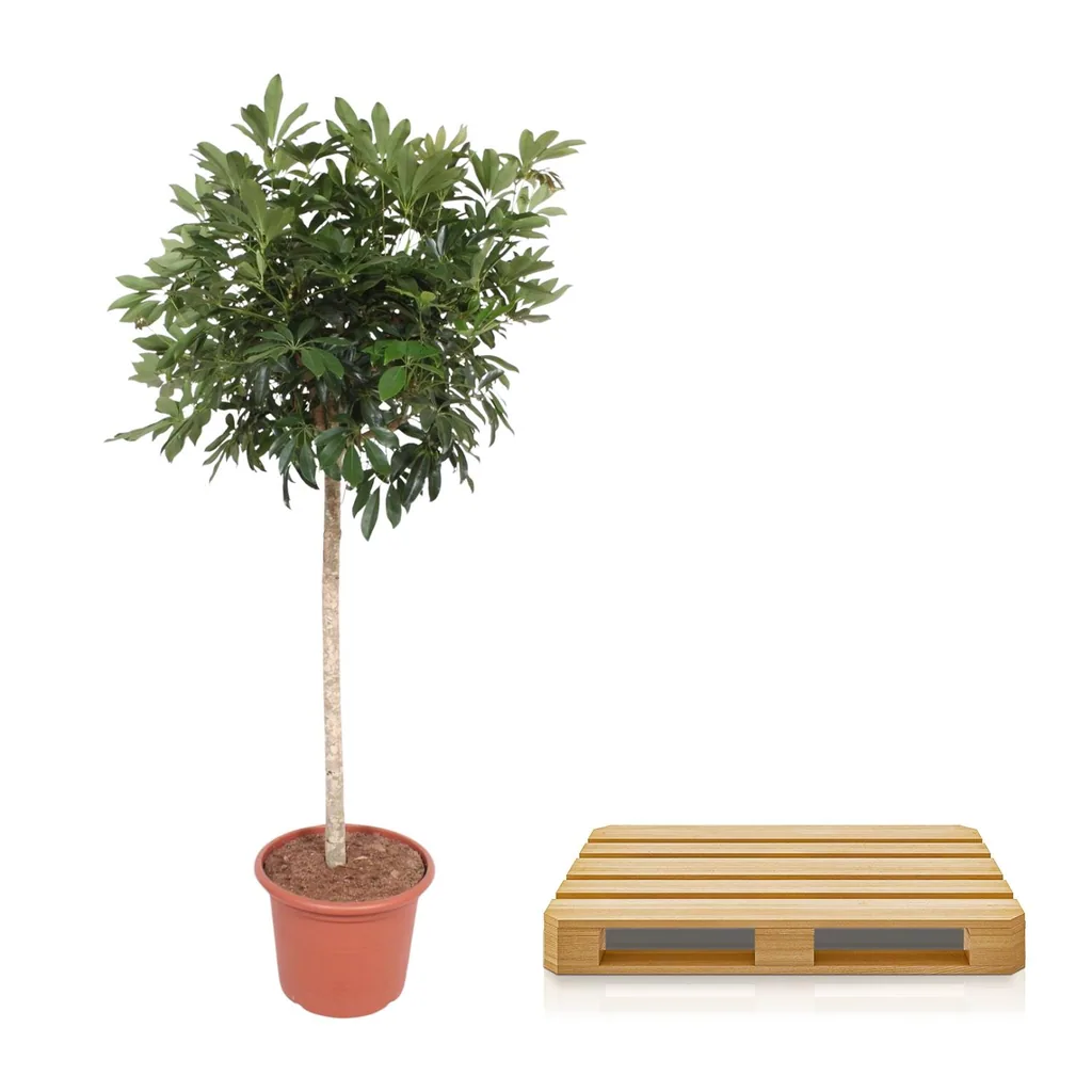 Strahlenaralie 'Compacta' (Schefflera arboricola) – pflegeleichte Zimmerpflanze, Topf-Ø 45 cm, Höhe ca. 190 cm