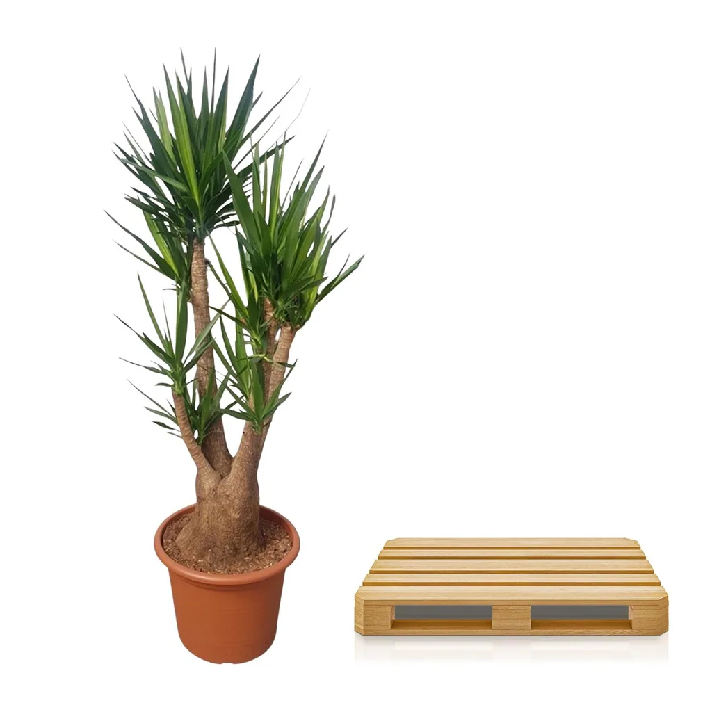 Riesen-Palmlilie (Yucca elephantipes) – pflegeleichte Zimmerpflanze, verzweigt, Topf-Ø 55 cm, Höhe ca. 190 cm