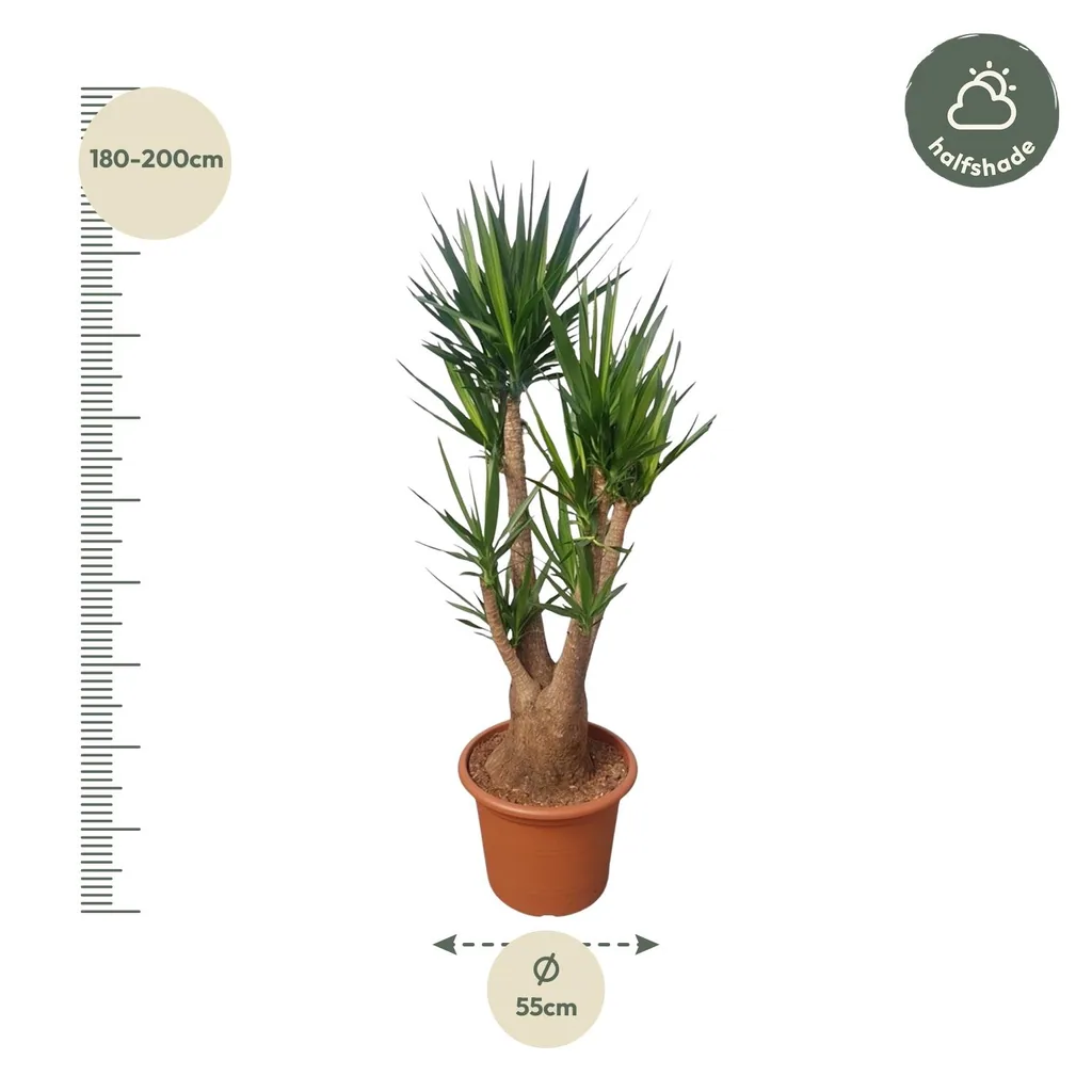 Riesen-Palmlilie (Yucca elephantipes) – pflegeleichte Zimmerpflanze, verzweigt, Topf-Ø 55 cm, Höhe ca. 190 cm