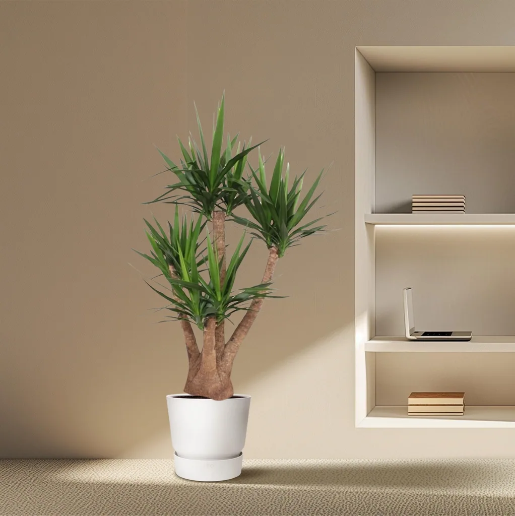 Riesen-Palmlilie (Yucca elephantipes) – pflegeleichte Zimmerpflanze, verzweigt, Topf-Ø 45 cm, Höhe ca. 170 cm