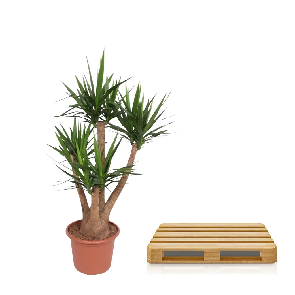 Riesen-Palmlilie (Yucca elephantipes) – pflegeleichte Zimmerpflanze, verzweigt, Topf-Ø 45 cm, Höhe ca. 170 cm