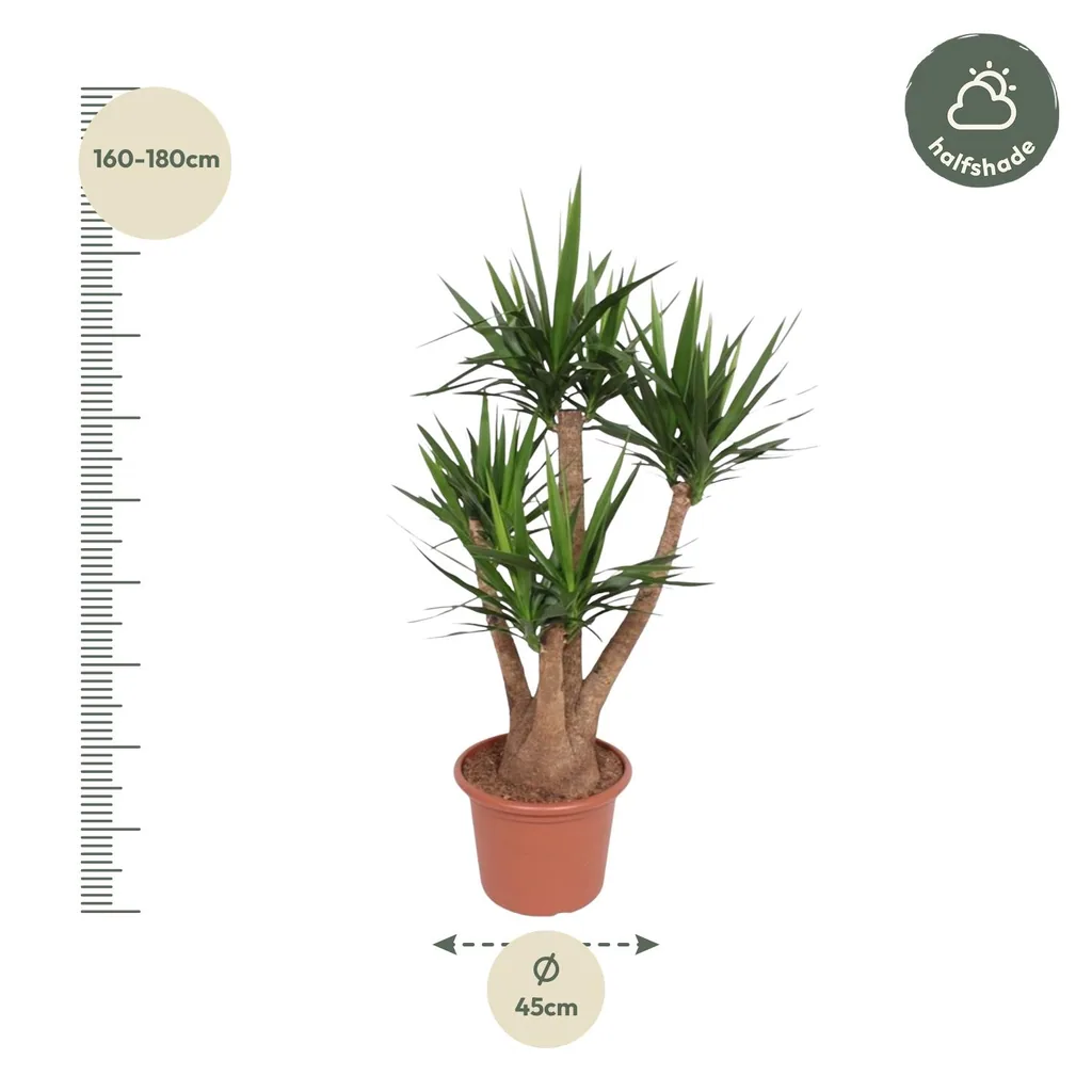 Riesen-Palmlilie (Yucca elephantipes) – pflegeleichte Zimmerpflanze, verzweigt, Topf-Ø 45 cm, Höhe ca. 170 cm