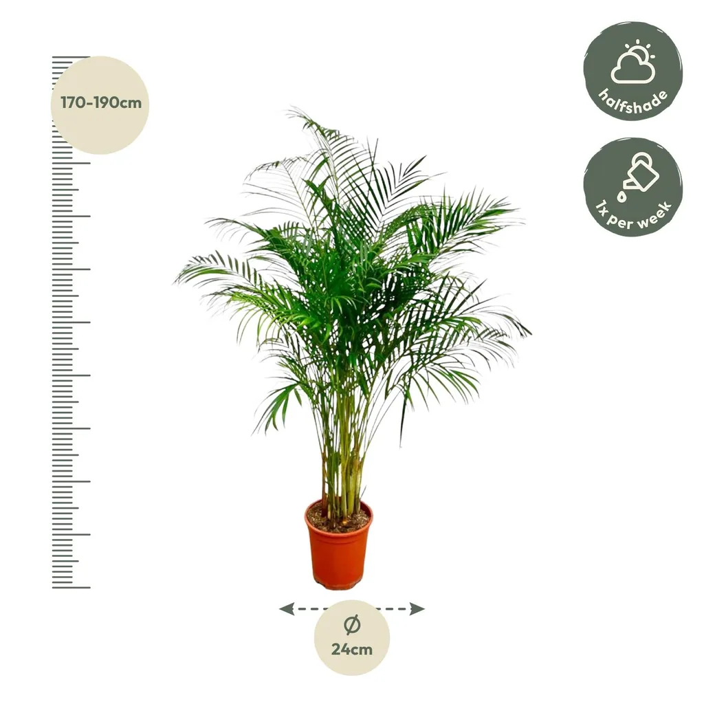 Goldfruchtpalme (Dypsis lutescens) – pflegeleichte Zimmerpflanze, Höhe ca. 160 cm