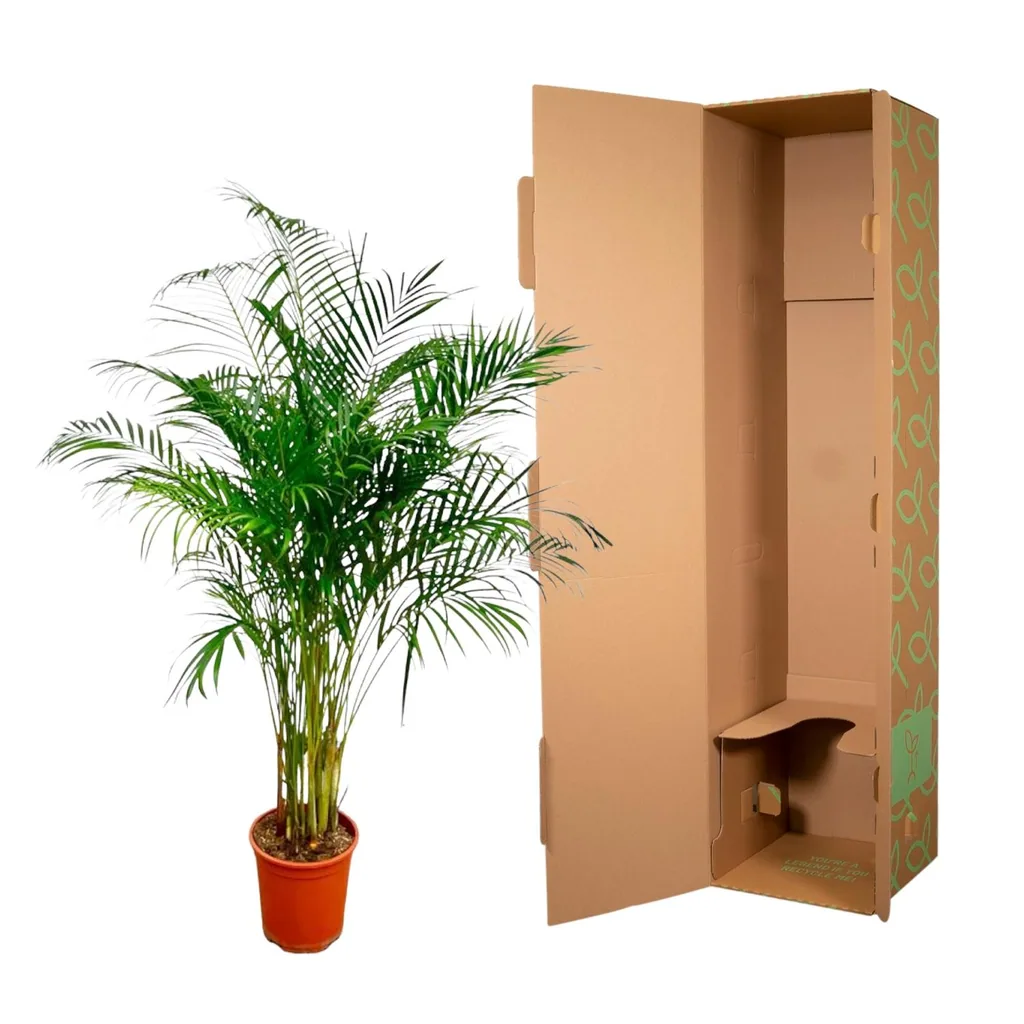 Goldfruchtpalme (Dypsis lutescens) – pflegeleichte Zimmerpflanze, Höhe ca. 160 cm
