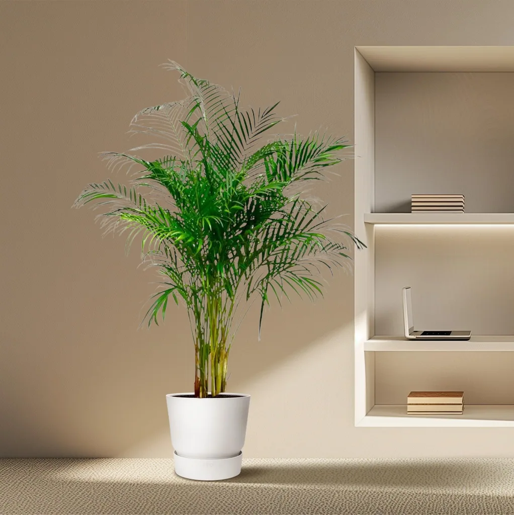 Goldfruchtpalme (Dypsis lutescens) – pflegeleichte Zimmerpflanze, Höhe ca. 160 cm