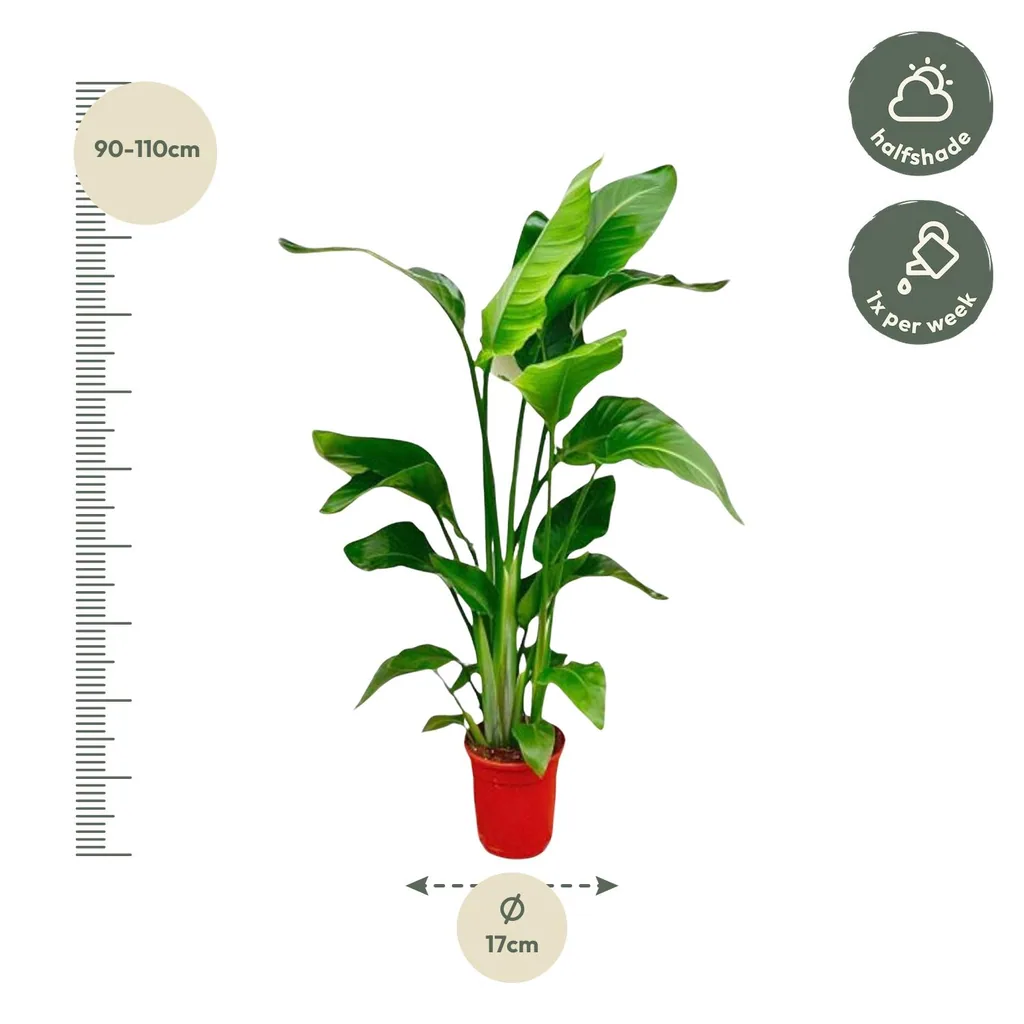 Baumstrelitzie 'Nicolai' (Strelitzia nicolai) – pflegeleichte Zimmerpflanze, Höhe ca. 100 cm