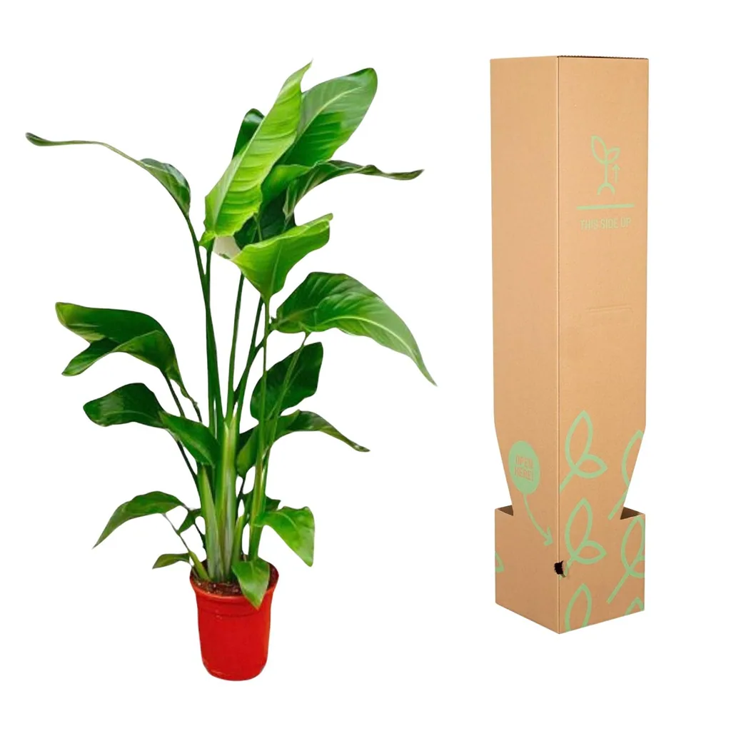 Baumstrelitzie 'Nicolai' (Strelitzia nicolai) – pflegeleichte Zimmerpflanze, Höhe ca. 100 cm
