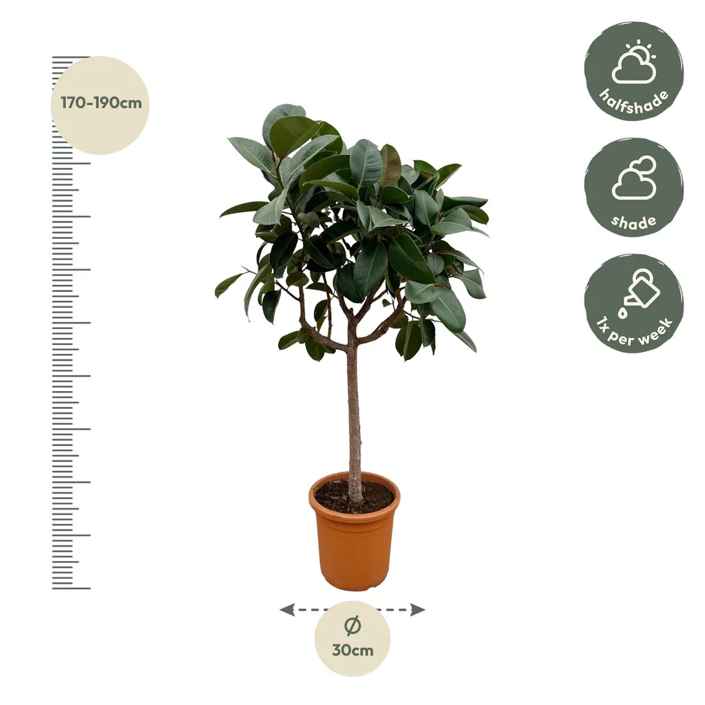 Gummibaum 'Robusta' (Ficus elastica) – pflegeleichte Zimmerpflanze, als Stämmchen, Topf-Ø 35 cm, Höhe ca. 190 cm
