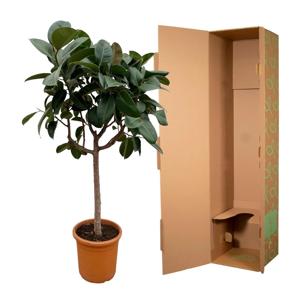 Gummibaum 'Robusta' (Ficus elastica) – pflegeleichte Zimmerpflanze, als Stämmchen, Topf-Ø 35 cm, Höhe ca. 190 cm