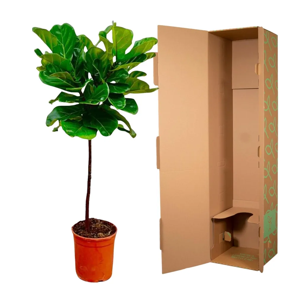 Geigenfeige (Ficus lyrata) – immergrüne Kübelpflanze, als Stämmchen, Topf-Ø 24 cm, Höhe ca. 130 cm