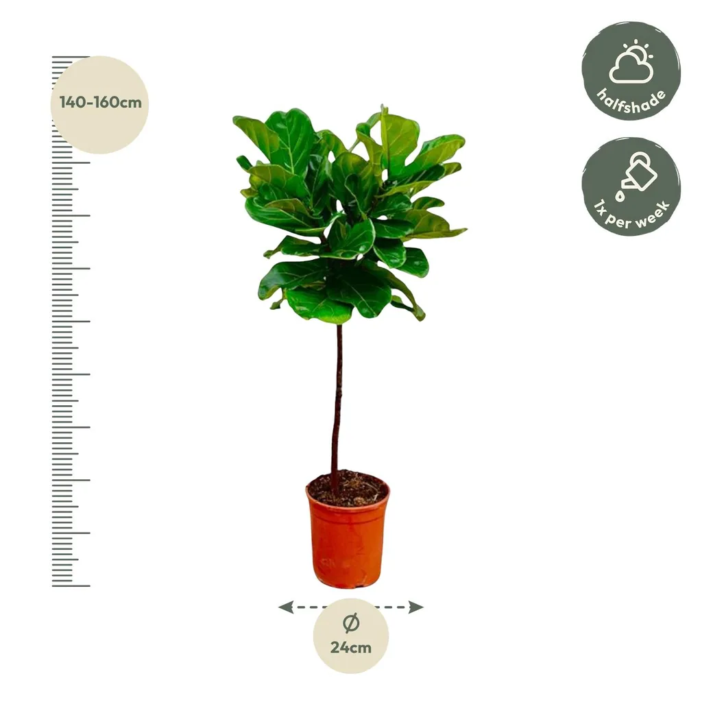 Geigenfeige (Ficus lyrata) – immergrüne Kübelpflanze, als Stämmchen, Topf-Ø 24 cm, Höhe ca. 130 cm