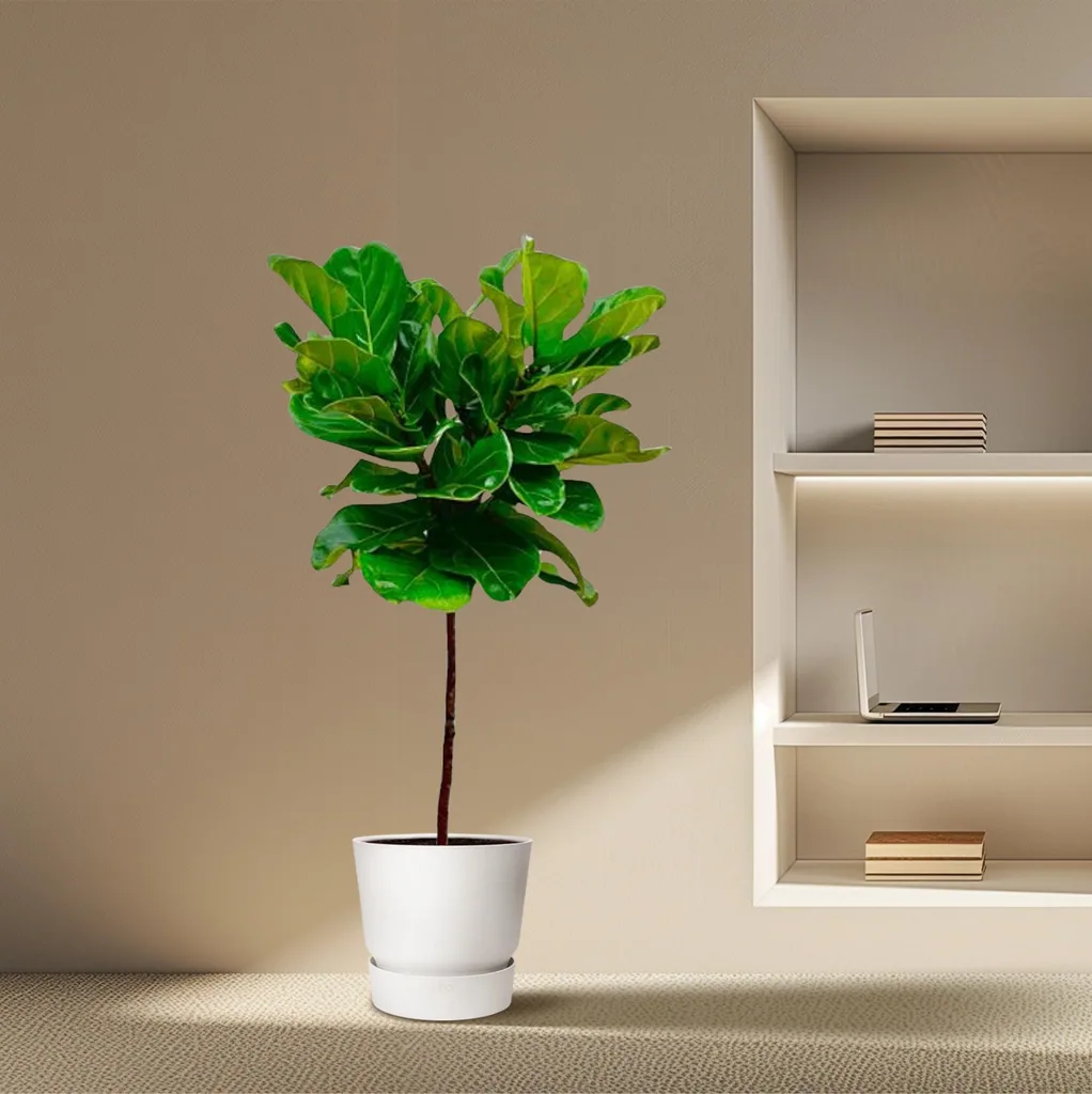 Geigenfeige (Ficus lyrata) – immergrüne Kübelpflanze, als Stämmchen, Topf-Ø 24 cm, Höhe ca. 130 cm
