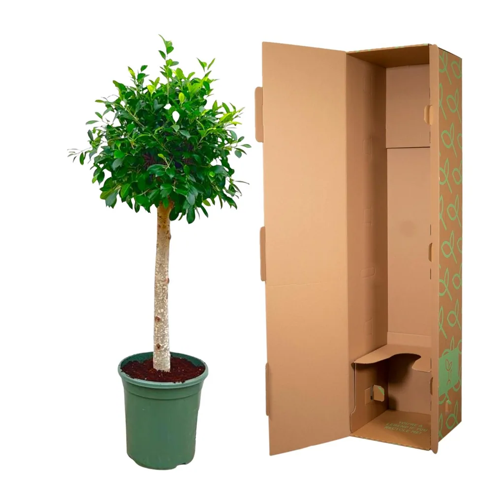 Indische Lorbeerfeige (Ficus nitida) – Kübelpflanze, als Stämmchen, Topf-Ø 30 cm, Höhe ca. 130 cm