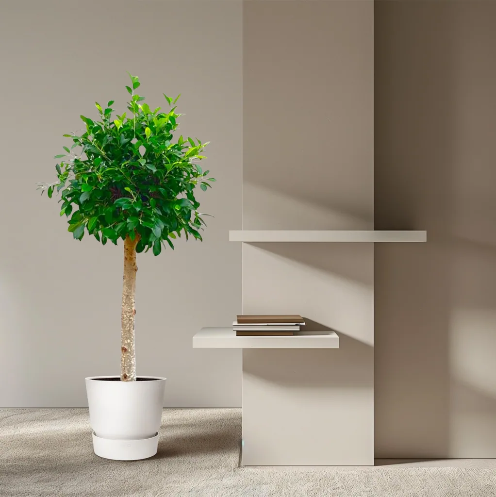 Indische Lorbeerfeige (Ficus nitida) – Kübelpflanze, als Stämmchen, Topf-Ø 30 cm, Höhe ca. 130 cm