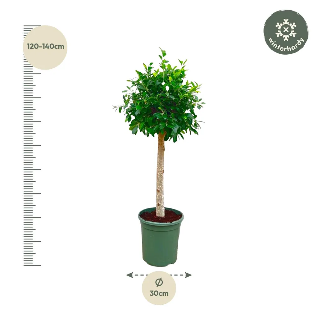 Indische Lorbeerfeige (Ficus nitida) – Kübelpflanze, als Stämmchen, Topf-Ø 30 cm, Höhe ca. 130 cm