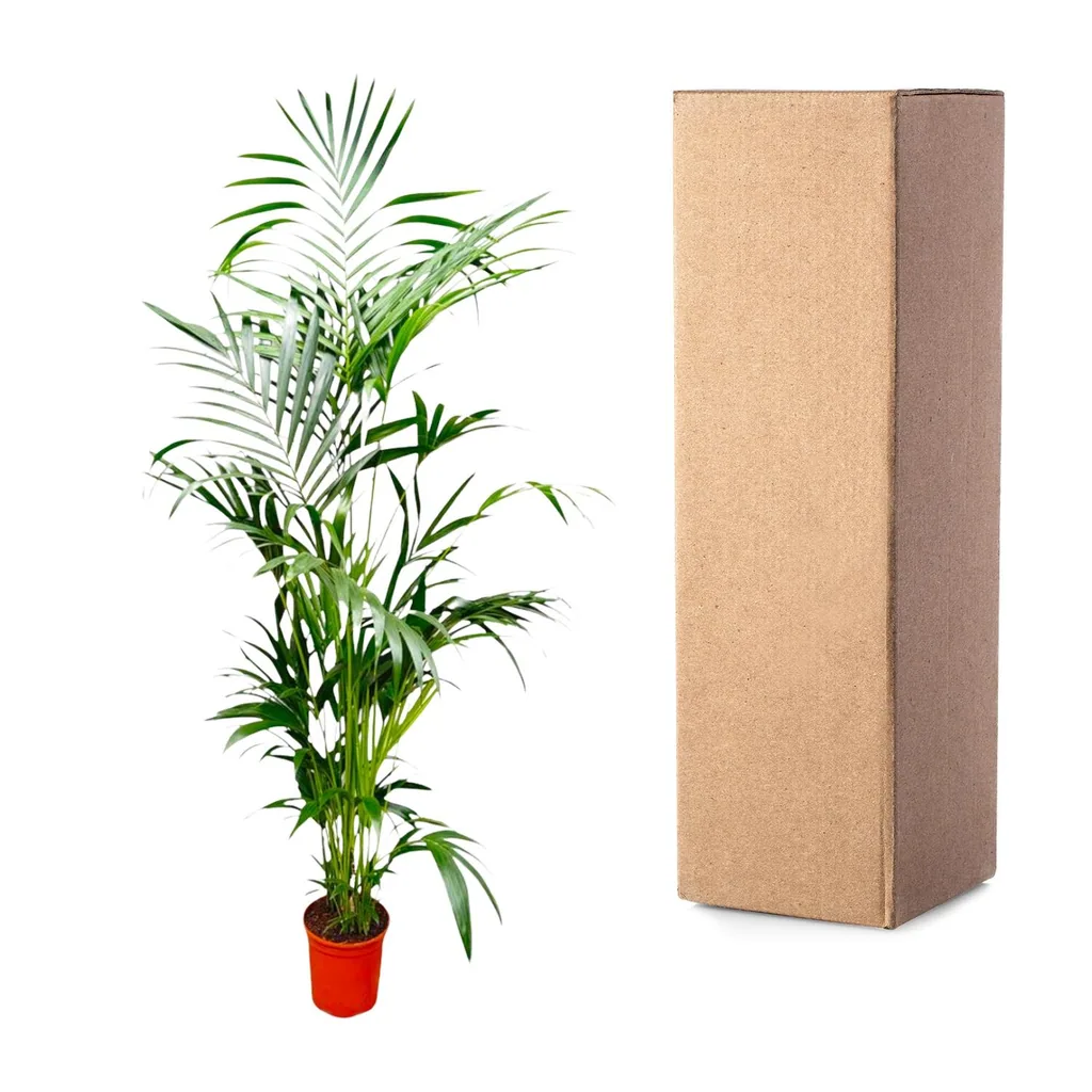 Kentiapalme (Howea forsteriana) – pflegeleichte Zimmerpflanze, Topf-Ø 24–30 cm, Höhe ca. 200 cm
