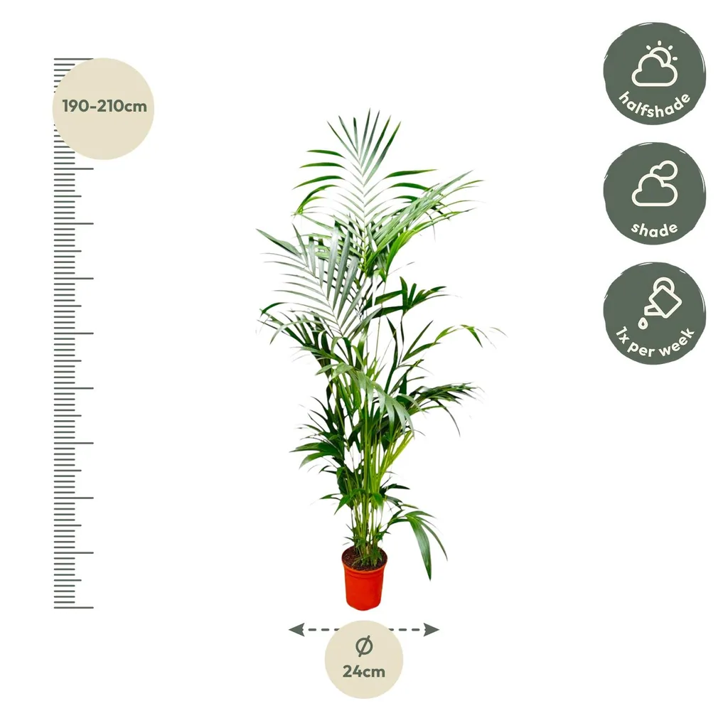 Kentiapalme (Howea forsteriana) – pflegeleichte Zimmerpflanze, Topf-Ø 24–30 cm, Höhe ca. 200 cm