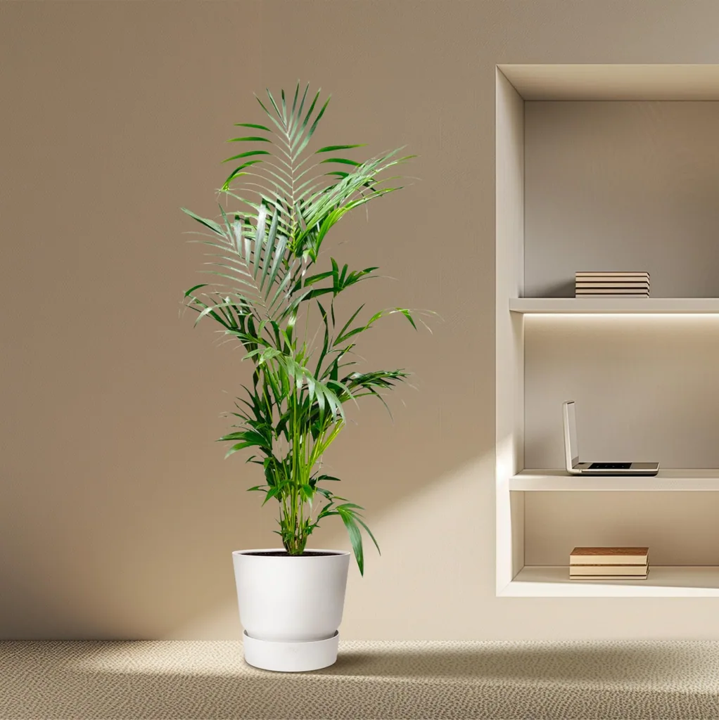 Kentiapalme (Howea forsteriana) – pflegeleichte Zimmerpflanze, Topf-Ø 24–30 cm, Höhe ca. 200 cm