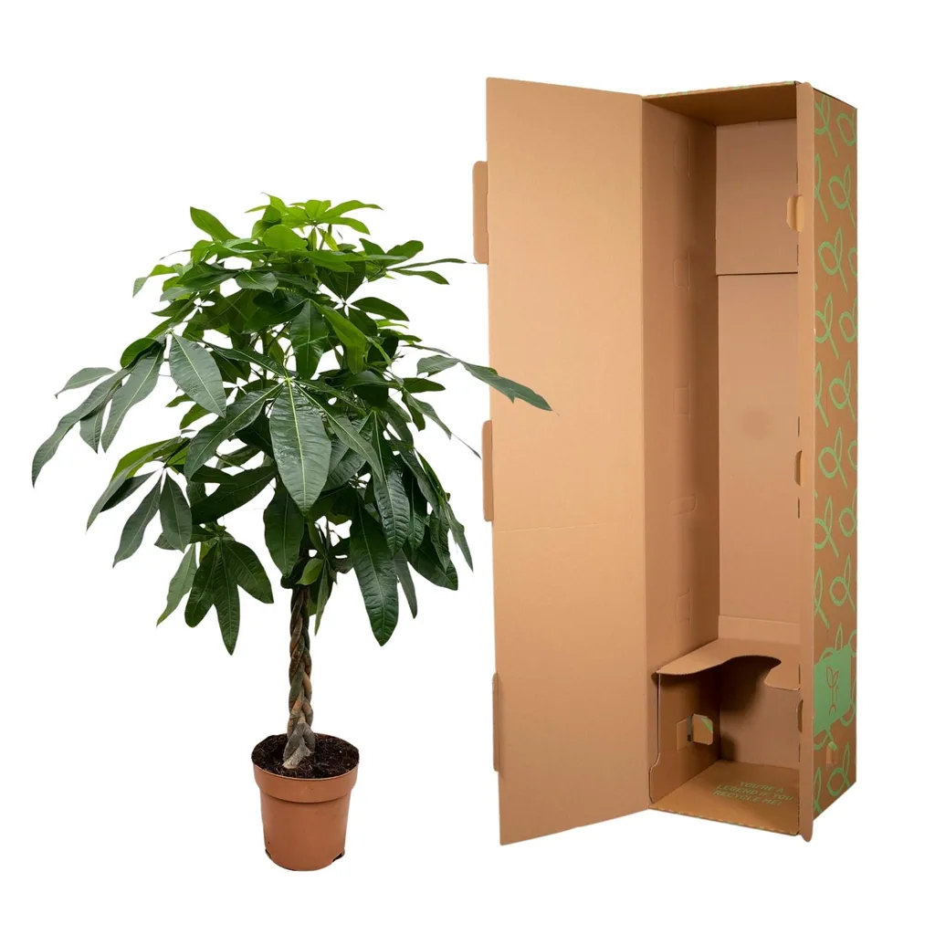 Glückskastanie (Pachira aquatica) – pflegeleichte Zimmerpflanze, Höhe ca. 170 cm