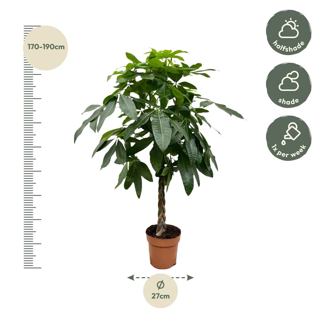 Glückskastanie (Pachira aquatica) – pflegeleichte Zimmerpflanze, Höhe ca. 170 cm