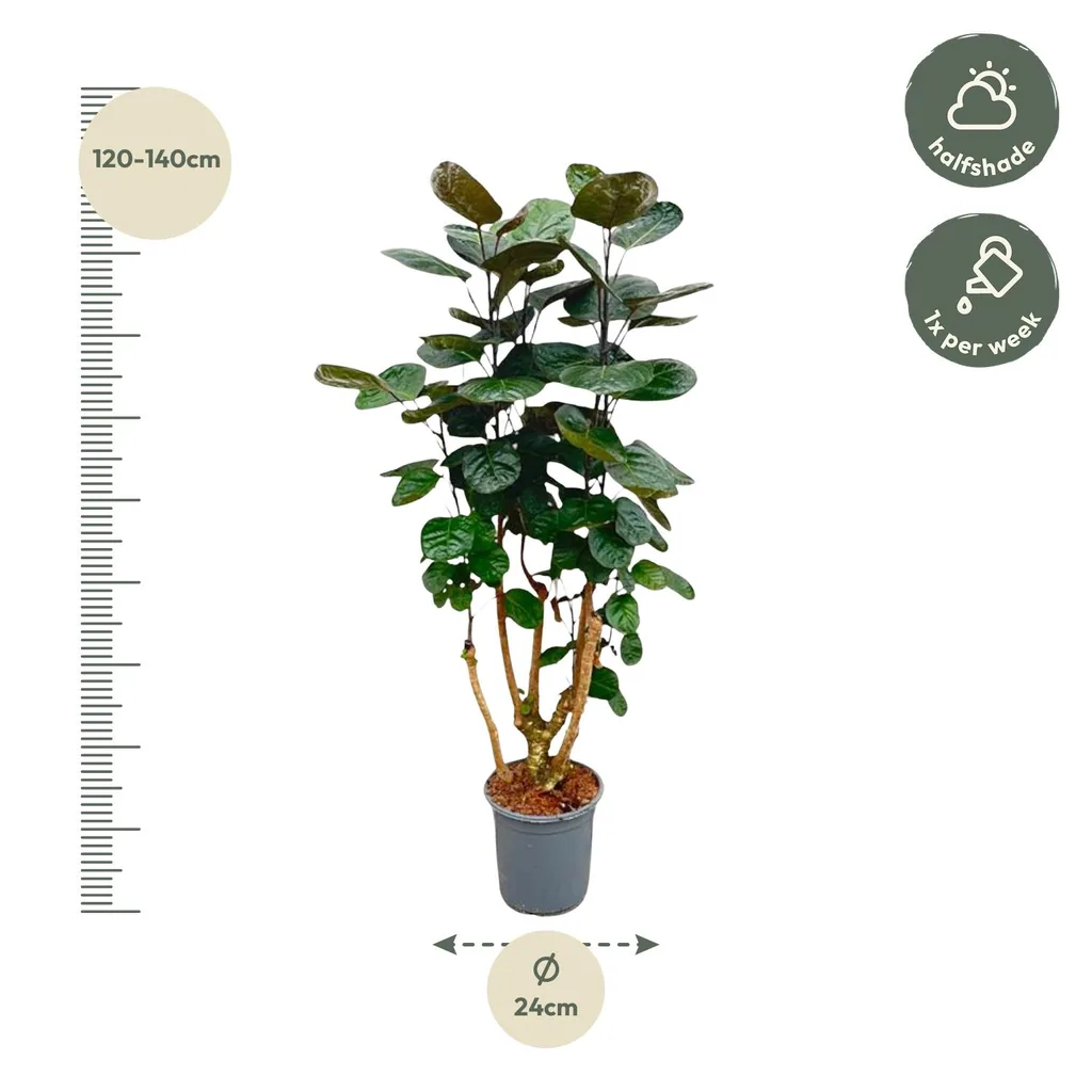 Fiederaralie 'Fabian' (Polyscias) – pflegeleichte Zimmerpflanze, Topf-Ø 24 cm, Höhe ca. 100 cm